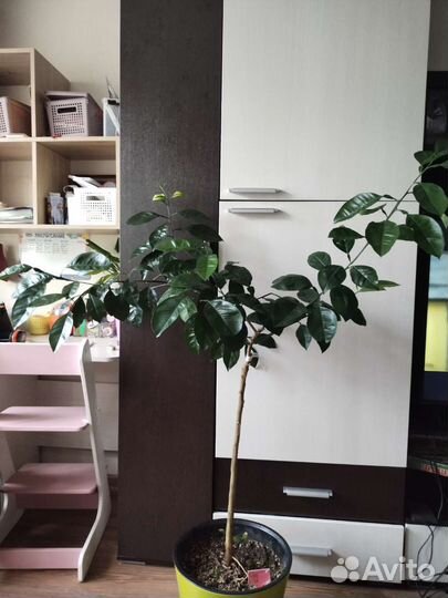 Апельсин Тарокко