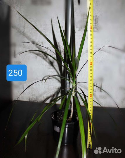 Драцена маргината