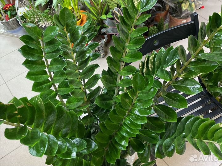 Замиокулькас Н110см