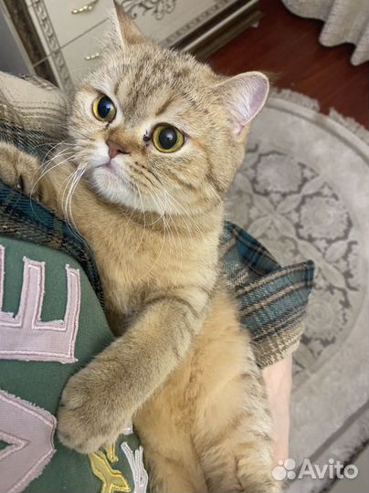 Кошка на вязку