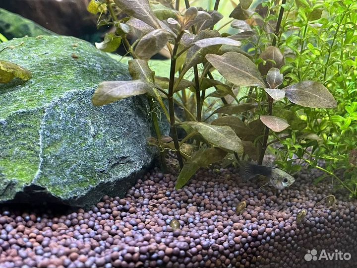 Аквариумные рыбки и растения