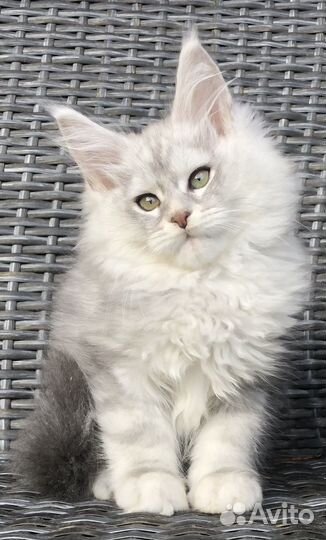 Мейн-кун котята