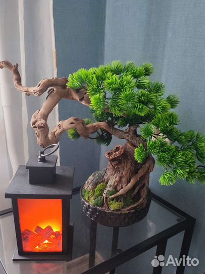Бонсай интерьерное дерево