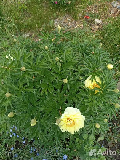 Пион Бартзелла