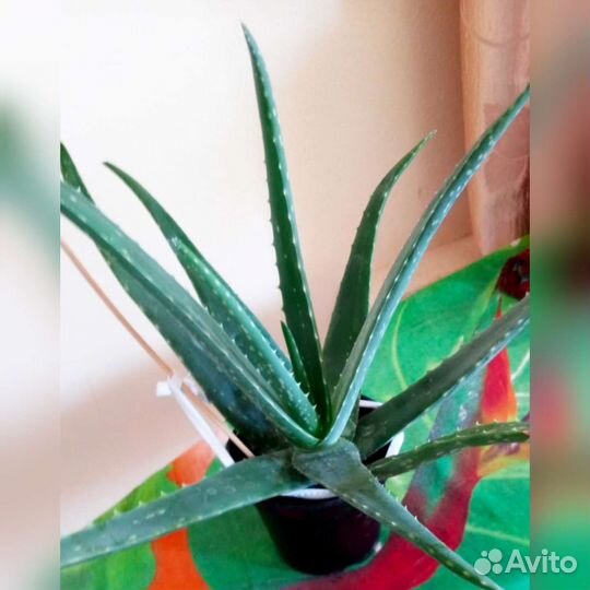 Алоэ лечебный