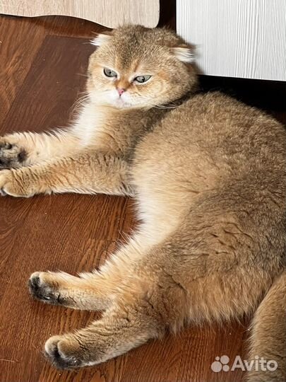 Шотландский кот на вязку (вислоухий)