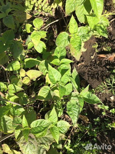 Монарда и хосты - многолетники