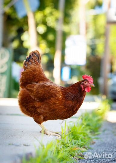 Куры - несушки, молодки