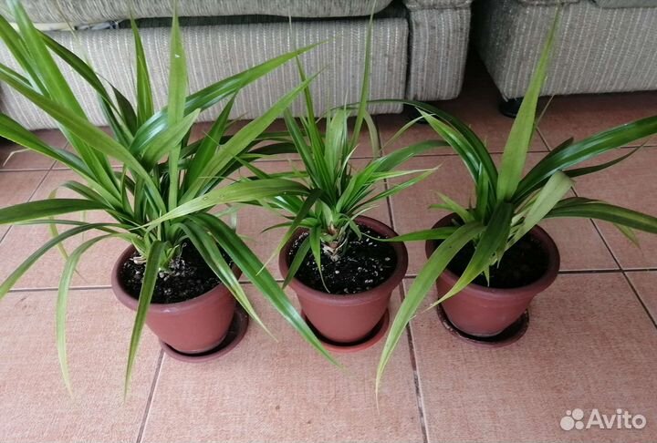 Пальма Панданус, пальма Трахикарпус, герань