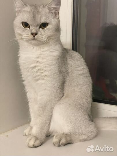 Серебристая шиншилла кошка