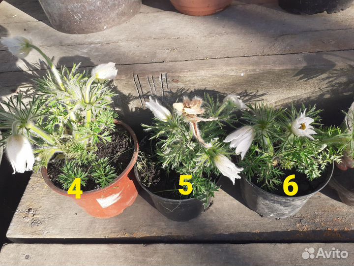 Прострел саженцы