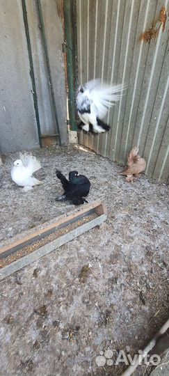 Статные голуби