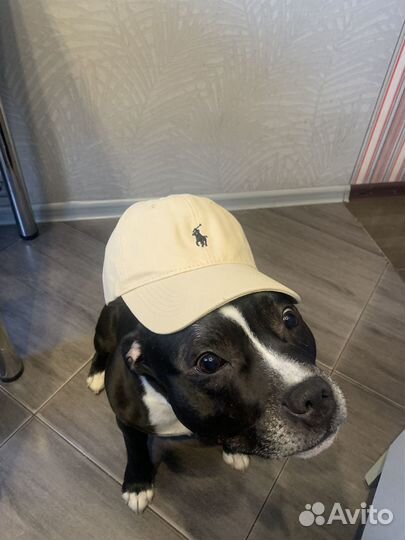 Кепка polo ralph lauren