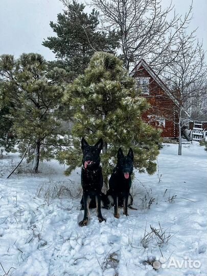 Передержка собак на озере / Зоогостиница