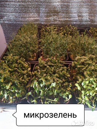 Микрозелень
