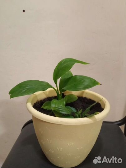 Спатифиллум (женское счастье)