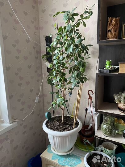 Разновидность фикуса