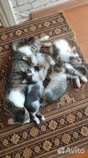 Кошечка в добрые руки