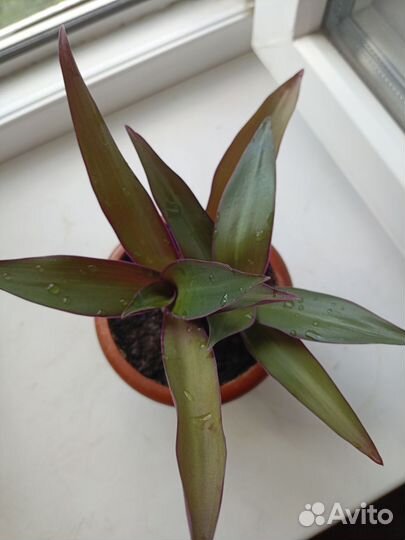 Комнатные растения