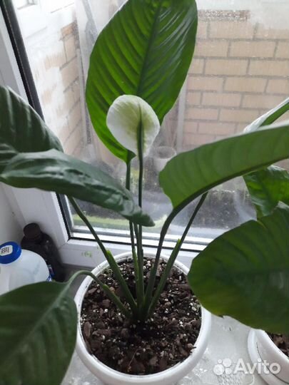 Спатифиллум