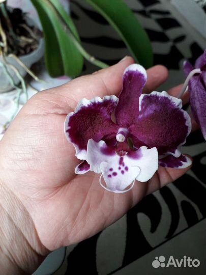Орхидея фаленопсис Санта Клаус