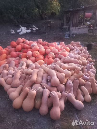 Товары для животных