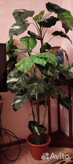 Дифенбахия