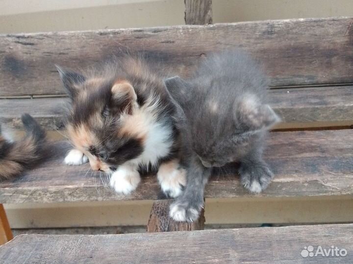 Котята в добрые руки бесплатно