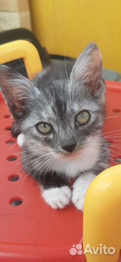 Кошка Котенок с черным носиком