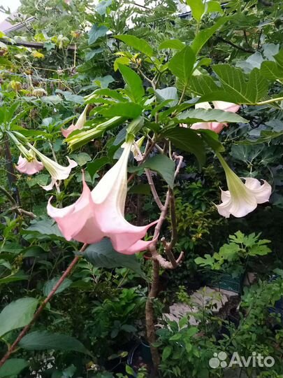 Комнатные растения цветы