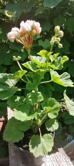 Пеларгония герань