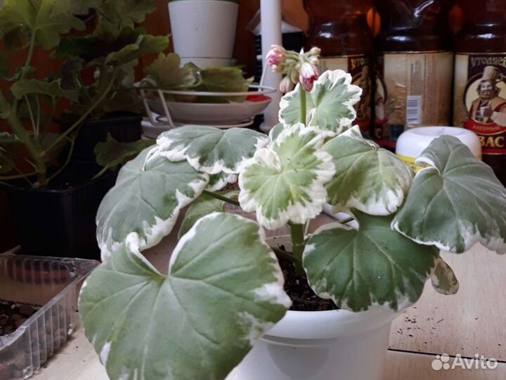 Герань пеларгония