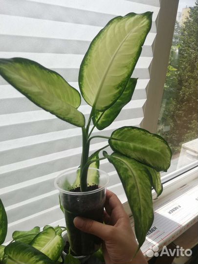 Диффенбахия