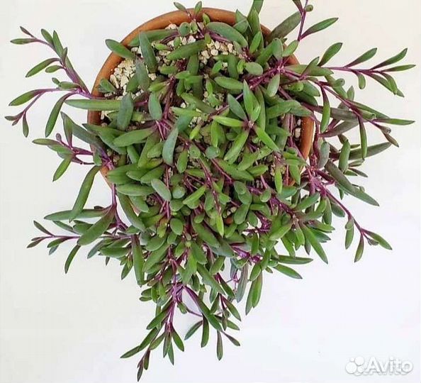 Суккуленты