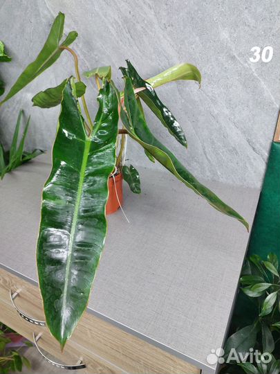 Филодендрон биллитау