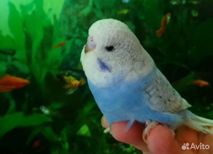 Малыши ввп(чех) разных окрасов самцы и радужные