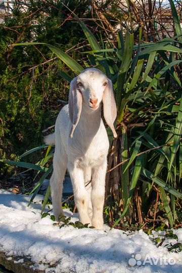 Битало-нубийские козлята