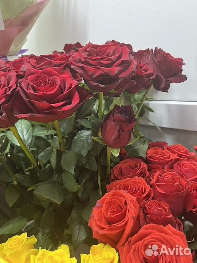 Роза экспловер