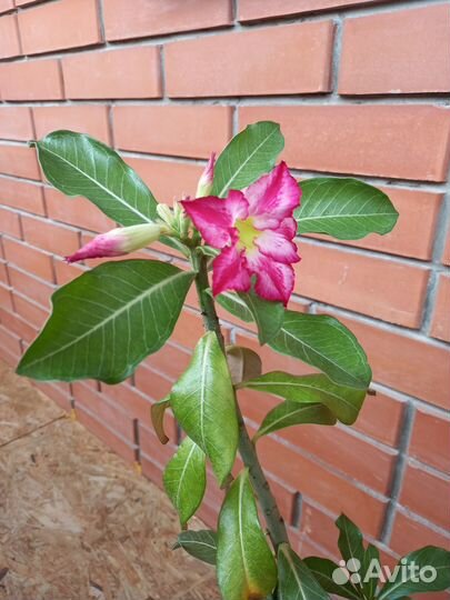 Черенки адениума не укоренённые