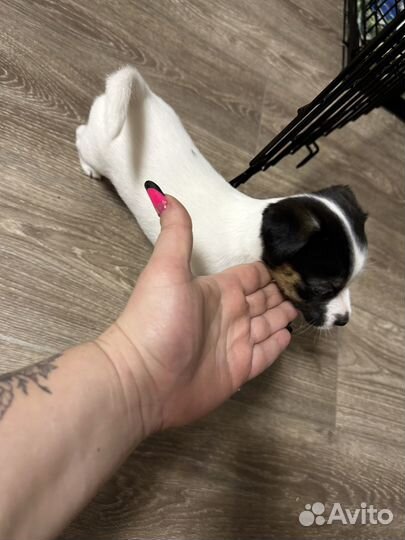 Щенки джек рассел терьер гладкошерстный