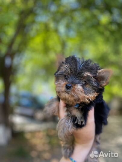 Йоркширский терьер