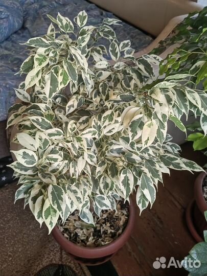 Фикус бенджамина