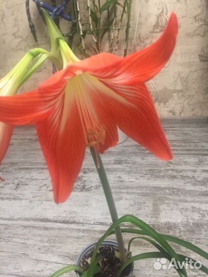 Гиппеаструм Лилия