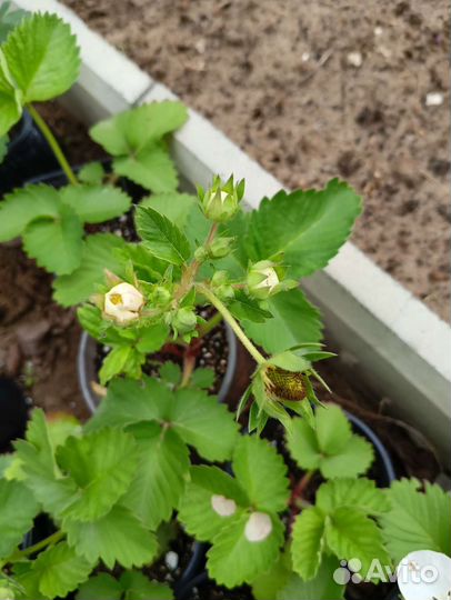 Клубника Купчиха