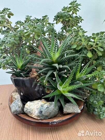 Комнатные цветы