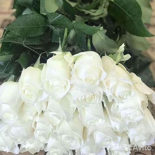 Высокие Розы с Доставкой