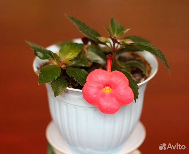 Ахименес Сабрина