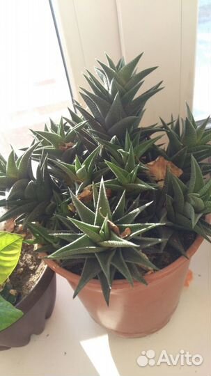 Продам кактусы и суккуленты