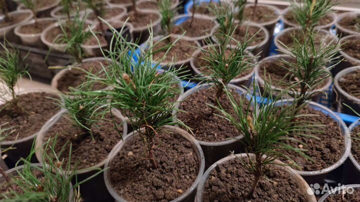 Кедр сибирский вегетир, сосна кедровая сиб 3-летка