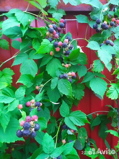 Малина Камберленд саженцы